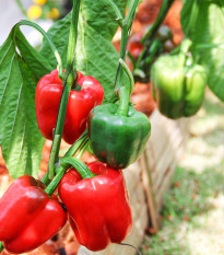 BIO paprika Yolo Wonder - Capsicum annuum - bio semená papriky - 10 ks