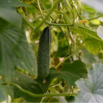 Uhorka nakladačka Diamant F1 - Cucumis sativus - semená uhorky - 8 ks