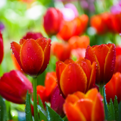Tulipán červený Apeldoorn - Tulipa Apeldoorn - cibuľoviny - 3 ks