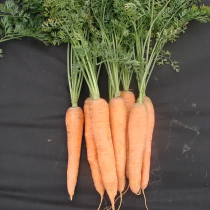 Mrkva Tinga neskorá - Daucus carota - semená - 900 ks