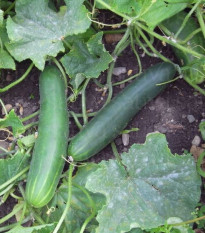 BIO uhorka šalátová Tanja - Cucumis sativus - bio semená uhorky - 10 ks