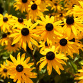 Rudbekia okázalá Speciosa - Rudbeckia speciosa - sadenice rudbekie - 1 ks