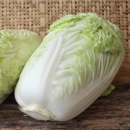 Kapusta pekingská Granaat - Brassica pekinensis - semená kapusty - 200 ks