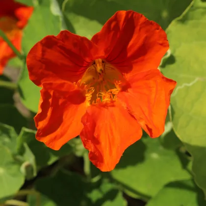 Kapucínka Jewel Cherry Rose - Tropaeolum Minus - semená - 10 ks