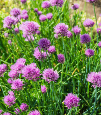 Pažítka pobrežná Splendidus - Allium schoenoprassum - semená pažítky - 200 ks