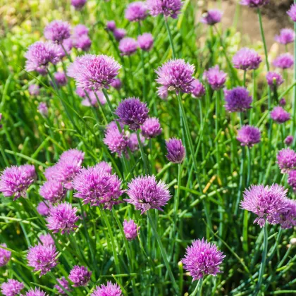 Pažítka pobrežná Splendidus - Allium schoenoprassum - semená pažítky - 200 ks