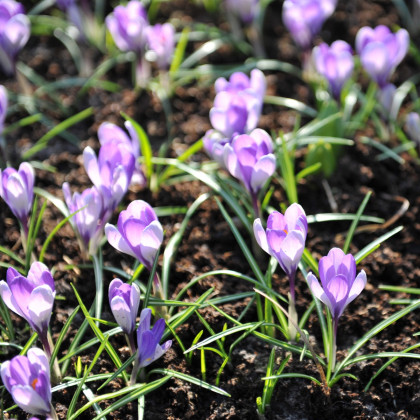 Krókus Yalta - Crocus sativus - cibuľoviny - 3 ks