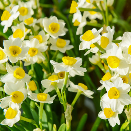Narcis Avalanche - Narcissus - cibuľoviny - 3 ks