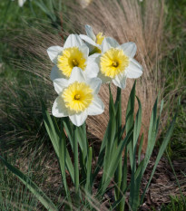 Narcis Ice Follies - Narcissus L. - cibuľoviny - 3 ks