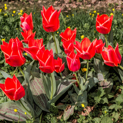 Tulipán Oriental Beauty - Tulipa - cibuľoviny - 3 ks