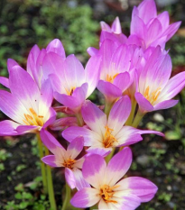 Jesienka Lilac Wonder - Colchicum - hľuzy jesienok - 1 ks