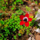 Sasanka Hollandia - Anemone - hľuzy sasanky - 3 ks