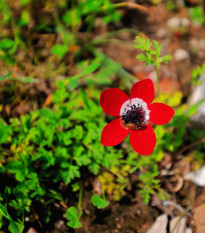 Sasanka Hollandia - Anemone - hľuzy sasanky - 3 ks