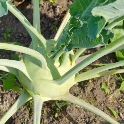 BIO kaleráb obrí Superschmelz - Brassica oleracea - bio semená kalerábu - 50 ks