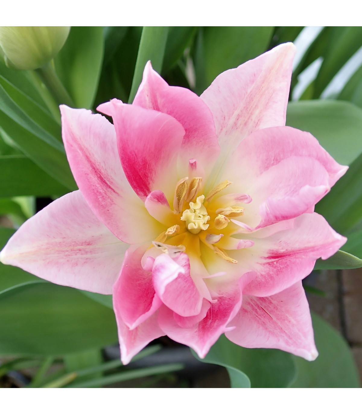 Tulipán Peach Blossom - Tulipa - cibuľoviny - 3 ks