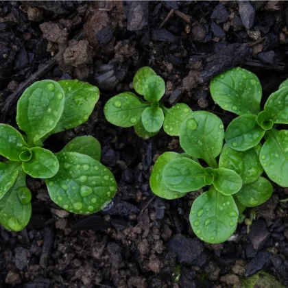 BIO Valeriánka poľná Elan - Vallerianella locusta - bio semená valeriány - 100 ks