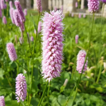 Stavikrv Hadí koreň - Bistorta officinalis - semená stavikrvi - 15 ks