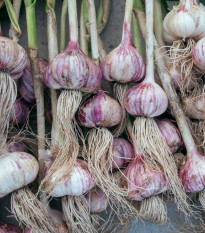 Sadbový cesnak Topaz - Allium sativum - paličiak - cibuľa cesnaku - 1 balenie