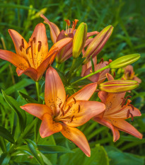 Ľalia ázijská Linda - Lilium - cibuľoviny - 1 ks