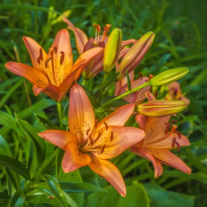 Ľalia ázijská Linda - Lilium - cibuľoviny - 1 ks