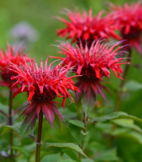 Monarda dvojdomá - Monarda didyma - semená monardy - 30 ks