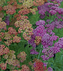 Rebríček túžobníkový Summer Berries F2 - Achillea millefolium - semená - 20 ks