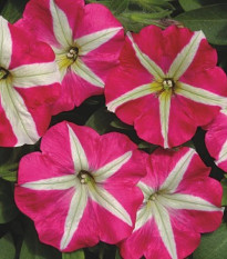 Petúnia mnohokvetá Belinda F1 - Petunia hybrida - semená - 30 ks