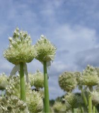 Cibuľa zimná - Allium fistulosum - semená - 120 ks