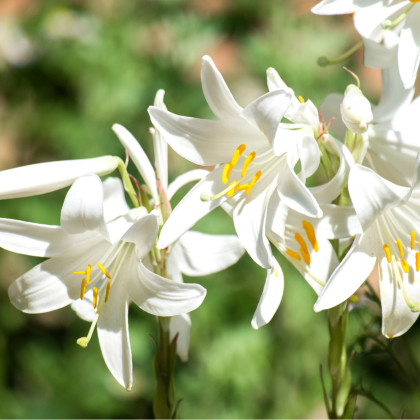 Ľália biela liečivá - Lilium candidum - cibuľoviny - 1 ks