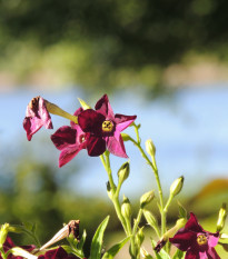 Tabak okrasný voňajúci Deep purple F1 - Nicotiana - semená tabaku - 50 ks