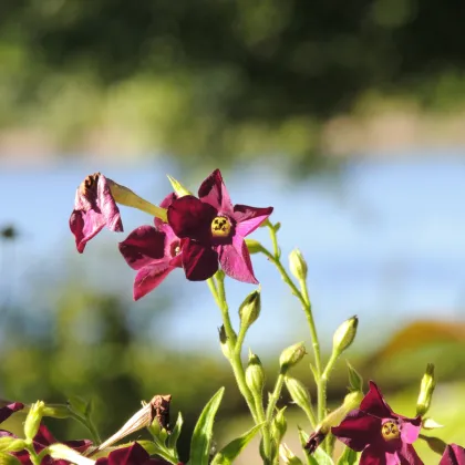 Tabak okrasný voňajúci Deep purple F1 - Nicotiana - semená tabaku - 50 ks