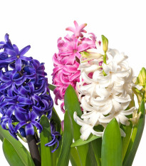 Balíček cibuliek hyacintov - Hyacinthus - cibuľoviny - 4 ks