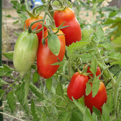 BIO Paradajka San Marzano - Solanum lycopersicum - bio semená paradajky - 7 ks