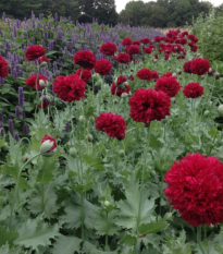 Mak Scarlet Peony - Papaver somniferum - semená - 150 ks