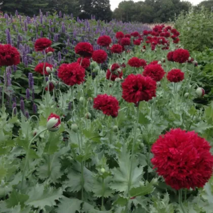 Mak Scarlet Peony - Papaver somniferum - semená - 150 ks