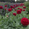 Mak Scarlet Peony - Papaver somniferum - semená - 150 ks