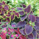 Africká pŕhľava Wizard mix - Coleus blumei - semená africkej pŕhľavy  - 30 ks