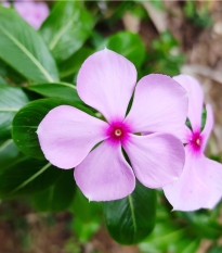 Katarant ružový Lavender F1 - Catharanthus - zimozeleň - semená - 30 ks