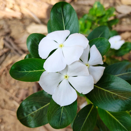 Katarant biely White F1 - Catharanthus - zimozeleň - semená - 30 ks