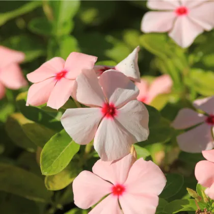 Katarant marhuľový Apricot F1 - Catharanthus - zimozeleň - semená - 30 ks