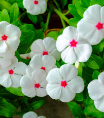 Katarant biely Polka F1 - Catharanthus - zimozeleň - semená - 30 ks