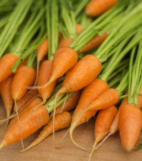 Mrkva Chantenay - Daucus carota - semená - 500 ks