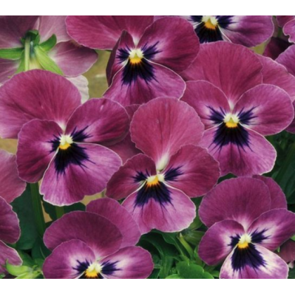 Fialka rohatá Sorbet Carmine  - Viola cornuta - semená - 20 ks