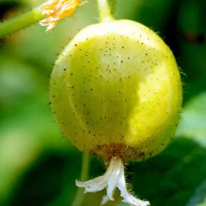 Uhorka Lemon - Cucumis sativus - semená - 10 ks