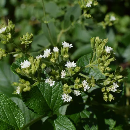 BIO Stévia sladká - Stevia rebaudiana - bio semená stévie - 12 ks