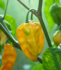 Chilli Habanero Lemon - Capsicum Chinense - semená - 10 ks