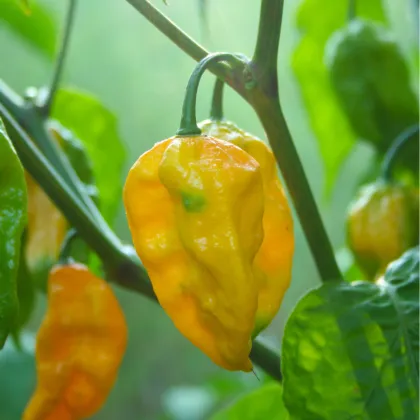 Chilli Habanero Lemon - Capsicum Chinense - semená - 10 ks