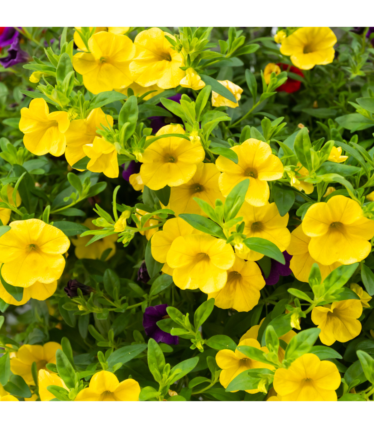 Minipetúnia Kabloom  Yellow F1 - Million Bells - Calibrachoa hybrida - semená - 7 ks