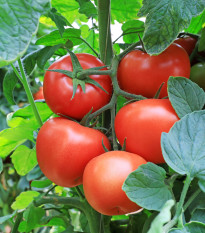 Paradajka Tornado F1 - Solanum lycopersicum - semená paradajky - 20 ks