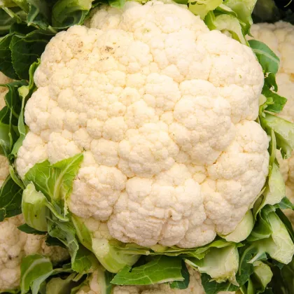 Karfiol Bora - Brassica oleracea - semená karfiolu - 140 ks